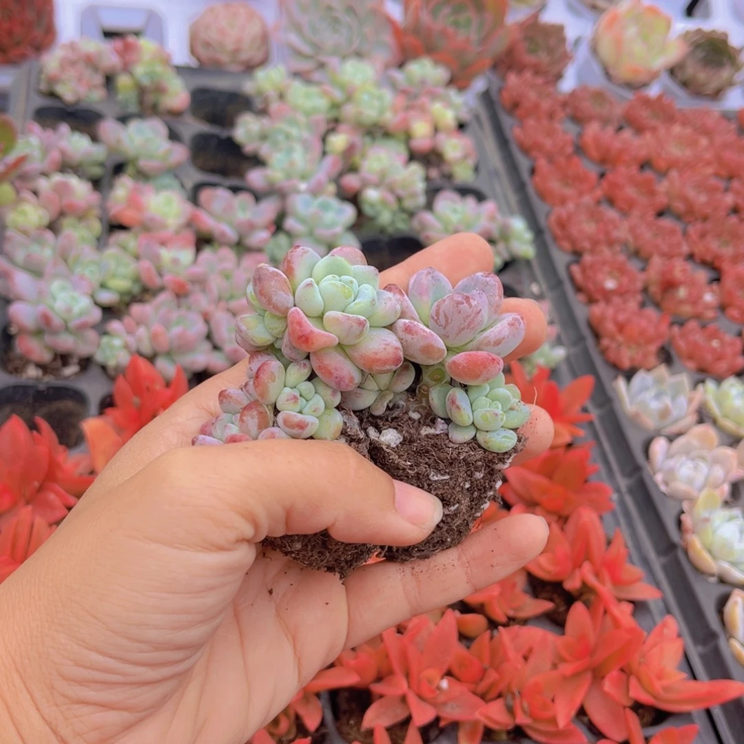 劳尔72穴多肉植物