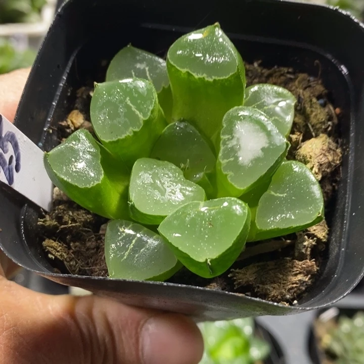 姬翠玉露一物一拍