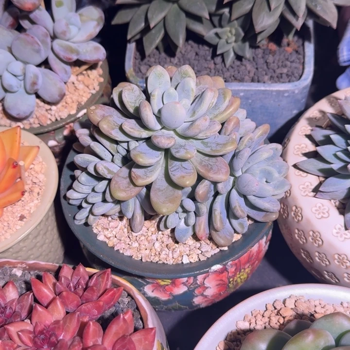 海妮亚 群生  一物一拍