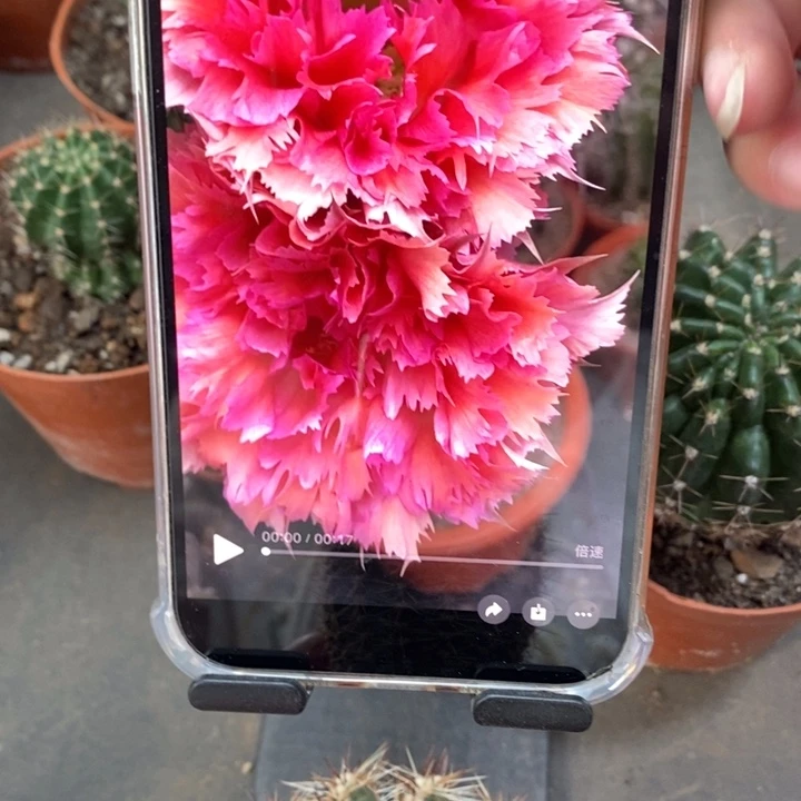 彩草羽毛2号侧芽4.5公分左右