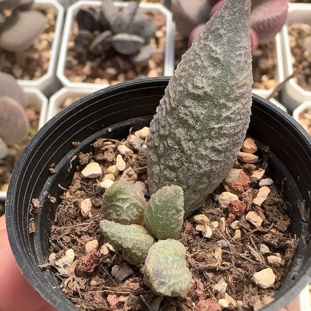 融化纹冰淇淋水泡