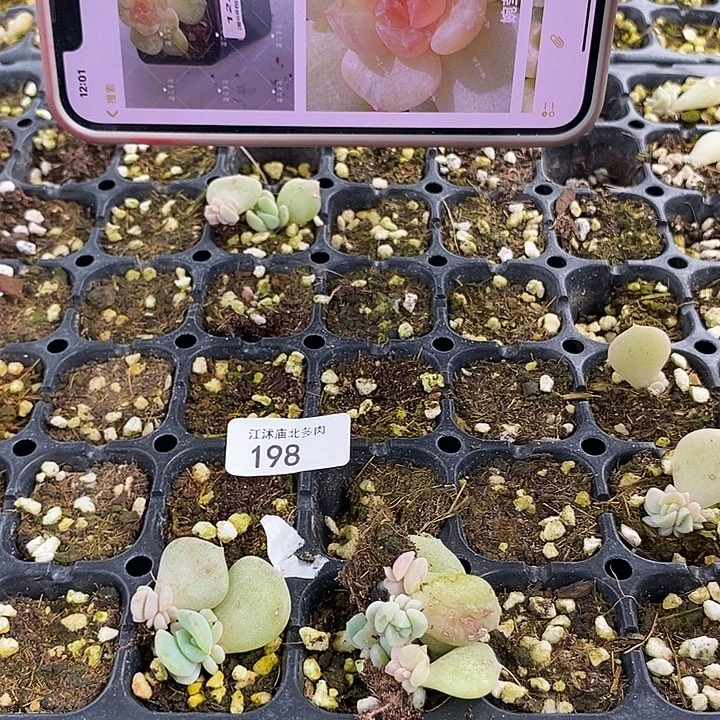 婉莹817芽苗2颗多肉
