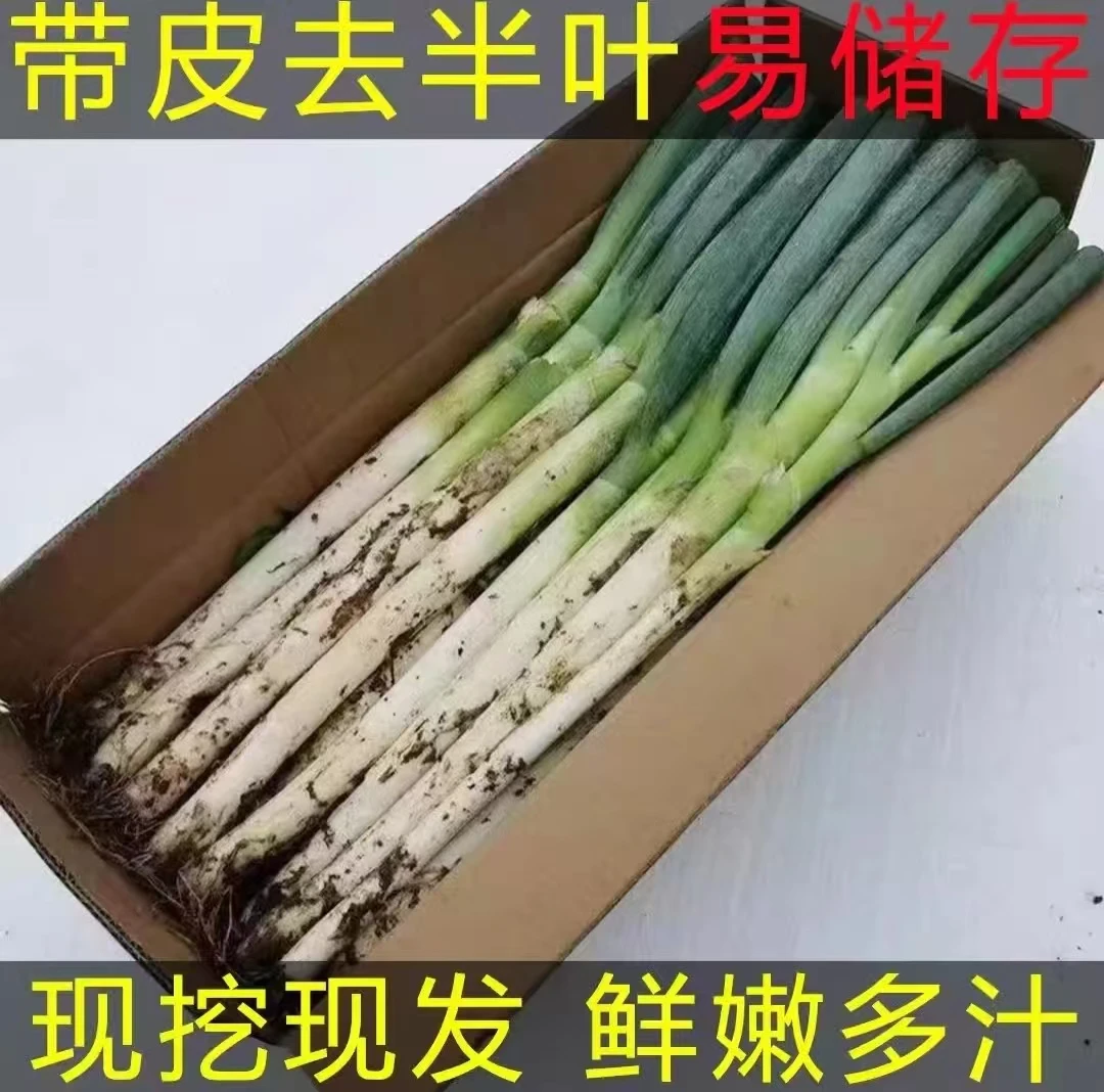 现挖现发正宗山东大葱新鲜带皮去半叶易储存蘸酱嫩葱