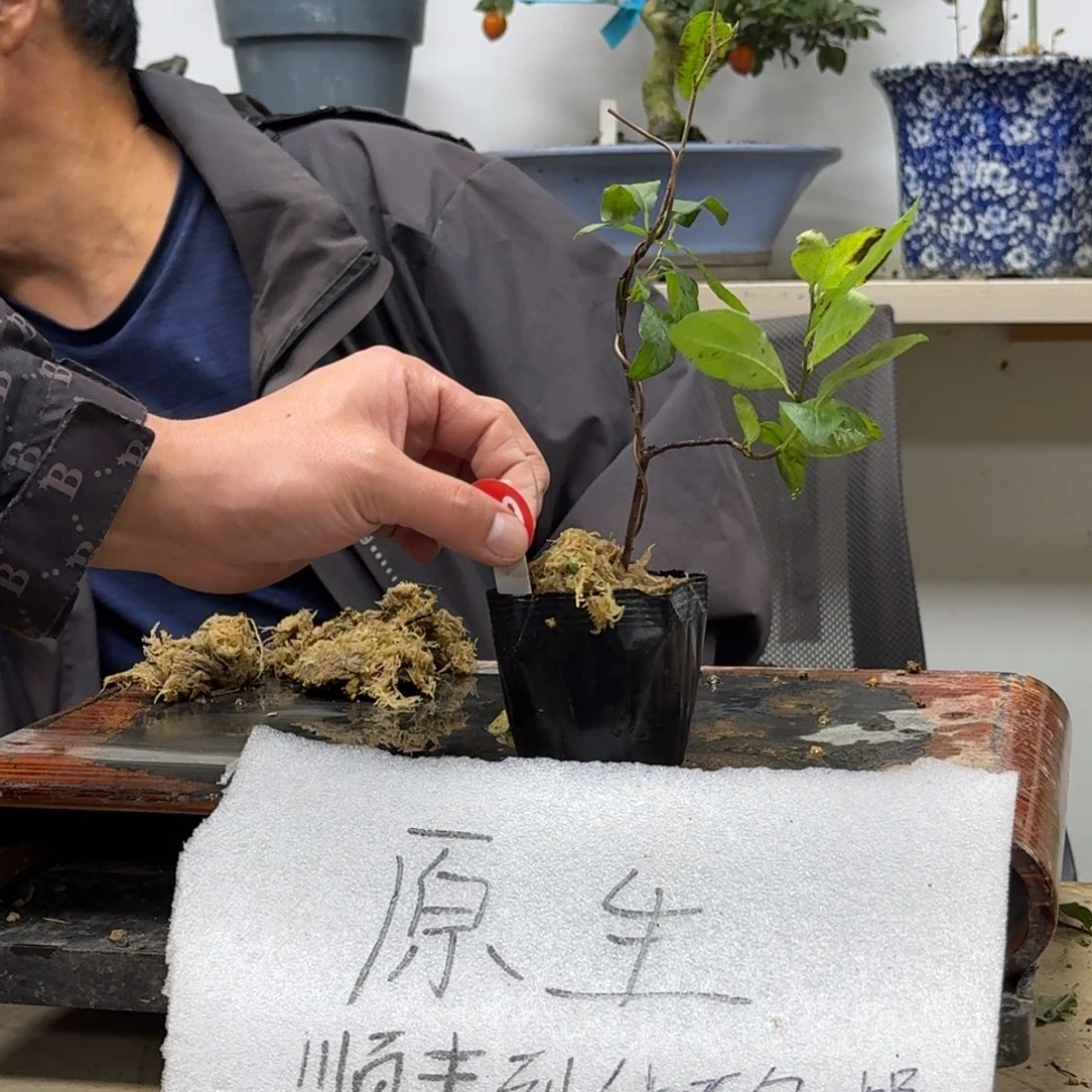 皖***峰无花朵659顺丰到付不包邮