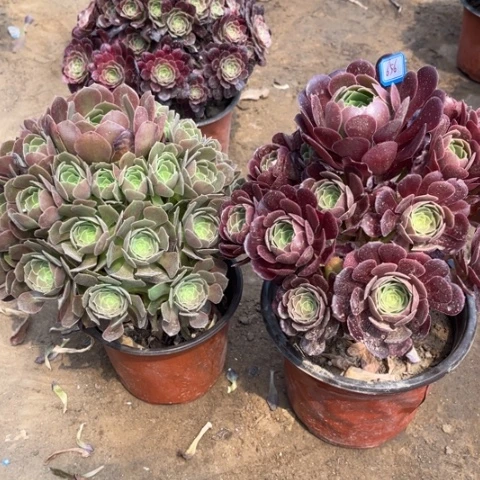 656多肉植物两颗花
