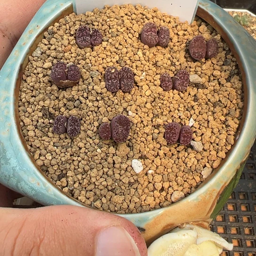 诗*17-113马克李子多肉植物