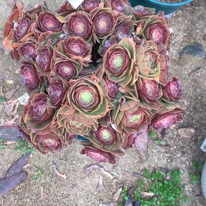 倾**意622万圣节多肉植物