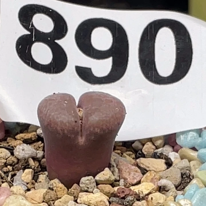 完全开放890红风铃带盆