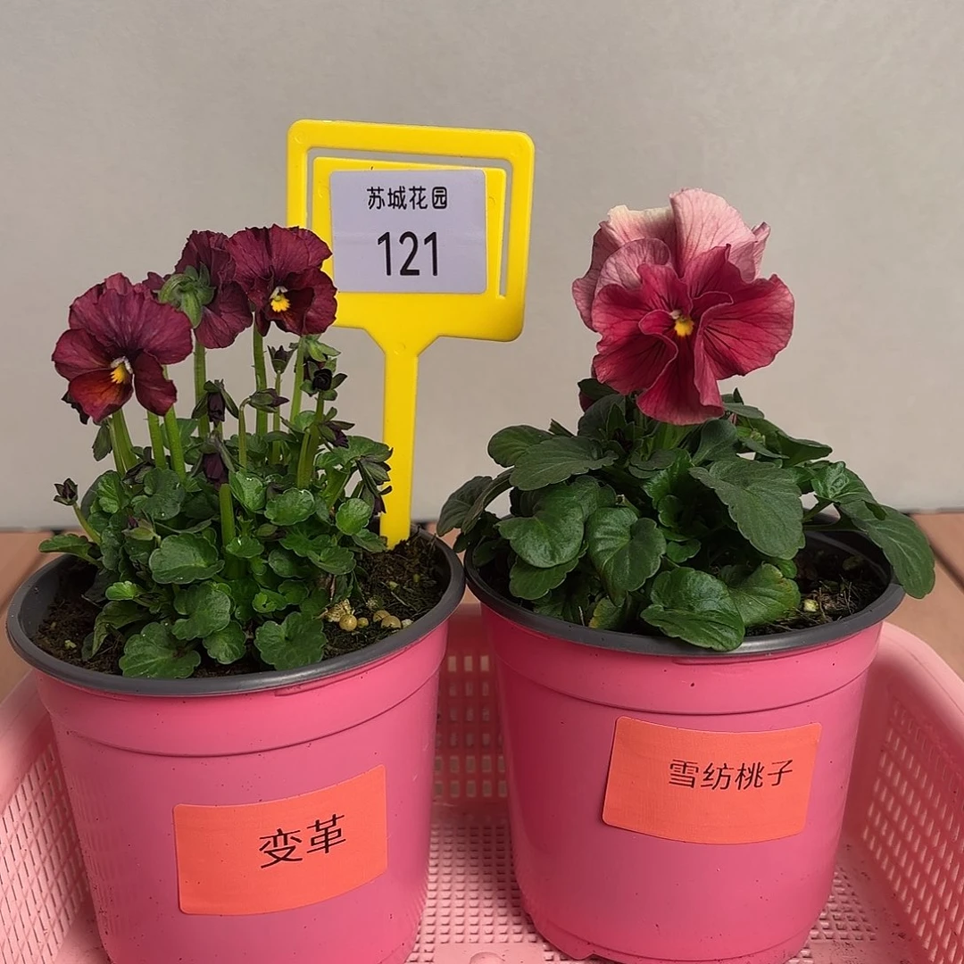 大部分开放少量花苞121