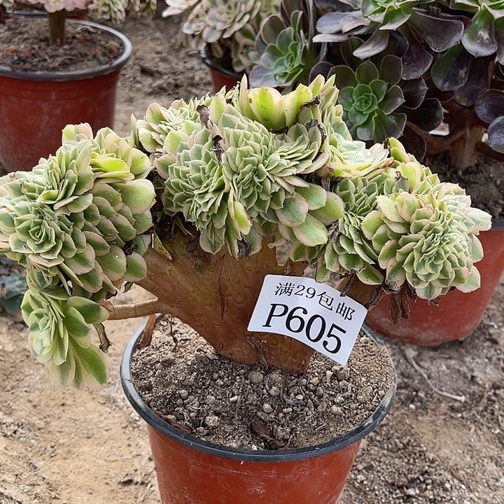 605万白多肉植物