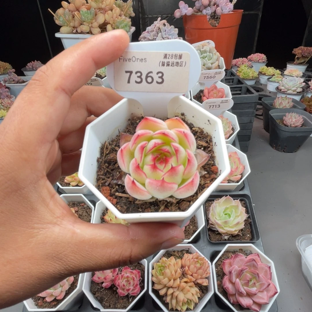 7363勾魂仙子4.0厘米