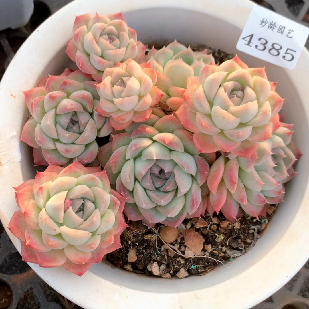 行***。4385瑕疵不售后特价处理