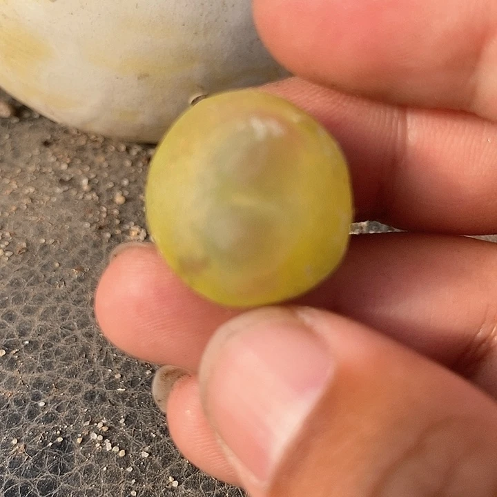 19614大拉登一颗有伤