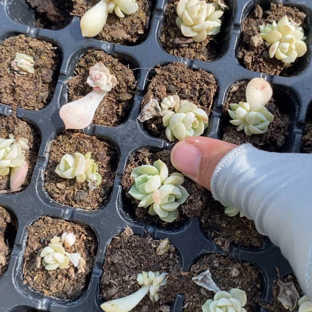 穴盘梦幻泡影2个多肉量拍