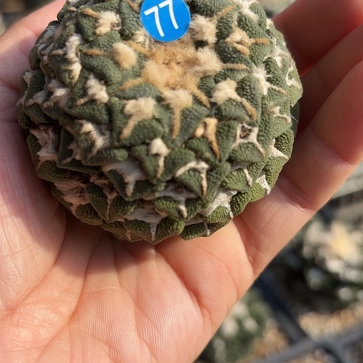 袖蒲苗接落地仙人球77