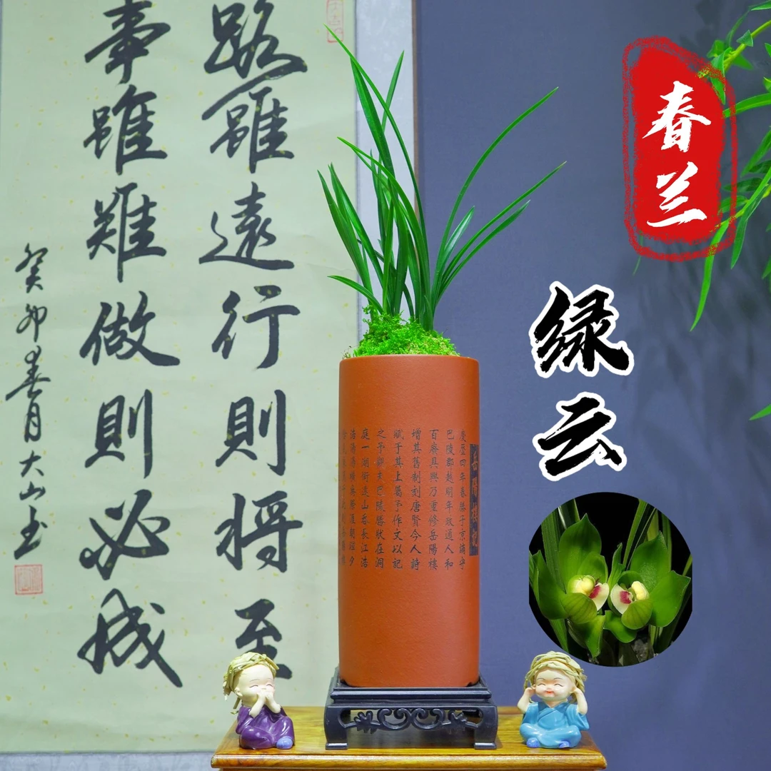 春兰铭品[绿云]带紫色陶瓷盆种好适合新手好养易活