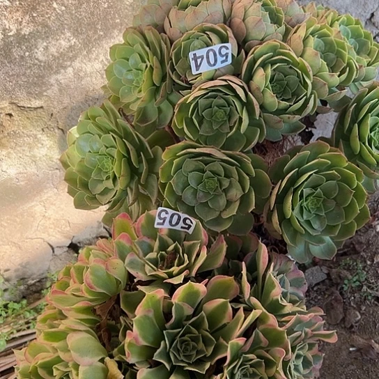 好***梦多肉植物两个法师