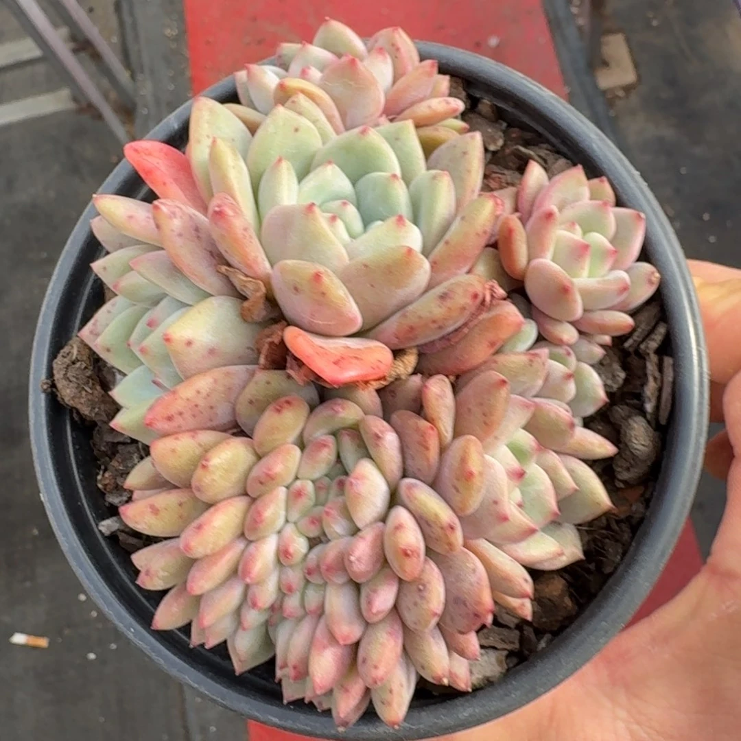 12厘米的尺寸一物一拍的