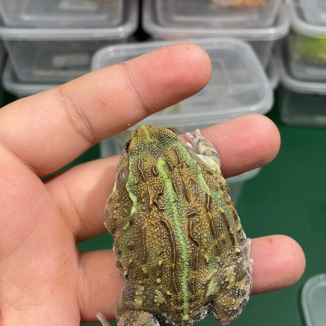 角蛙非牛 3 到货拍摄开箱视频包邮包活