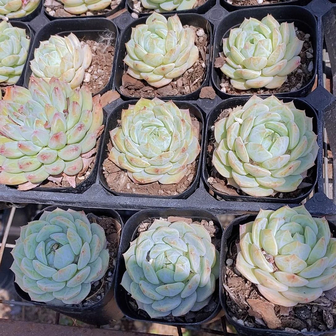 0617- 海盐薄荷单头一颗量拍