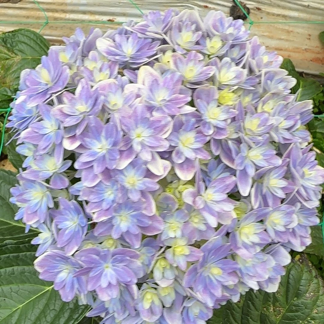 绣球切花一物一拍3枝起包邮，74