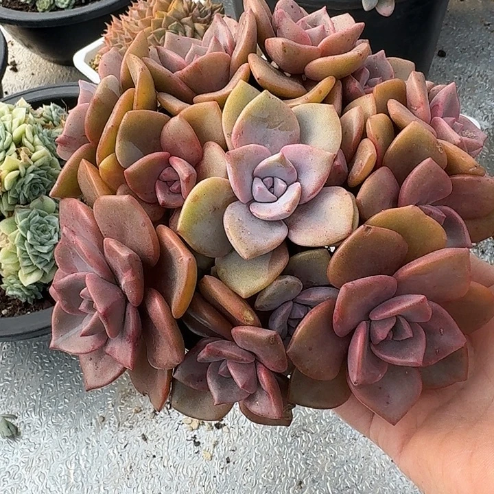 琉璃盏多肉植物的生长