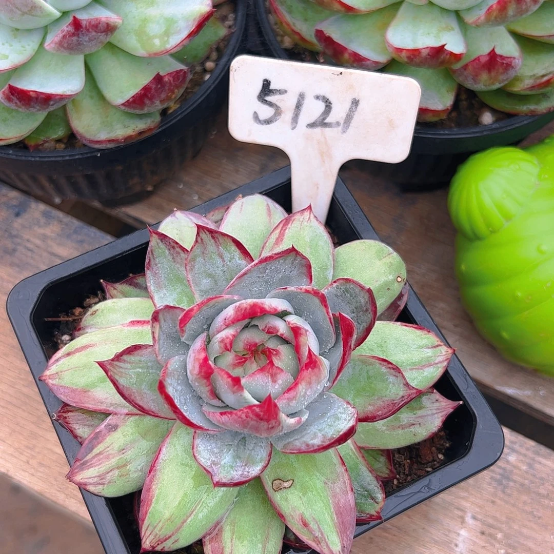 惊鸿仙子一物一拍5121号