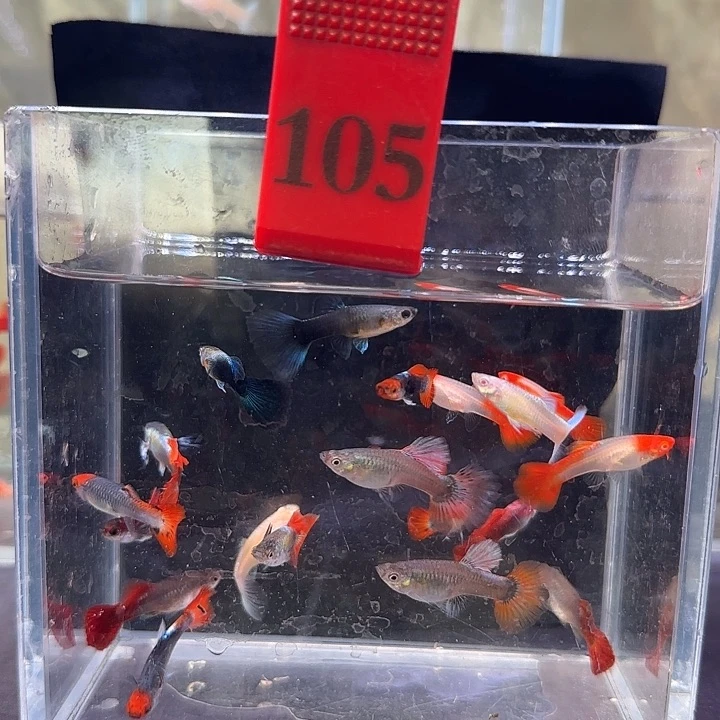 孔雀鱼105号20条