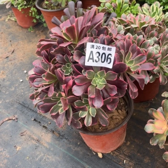 306金丝雀不包断枝