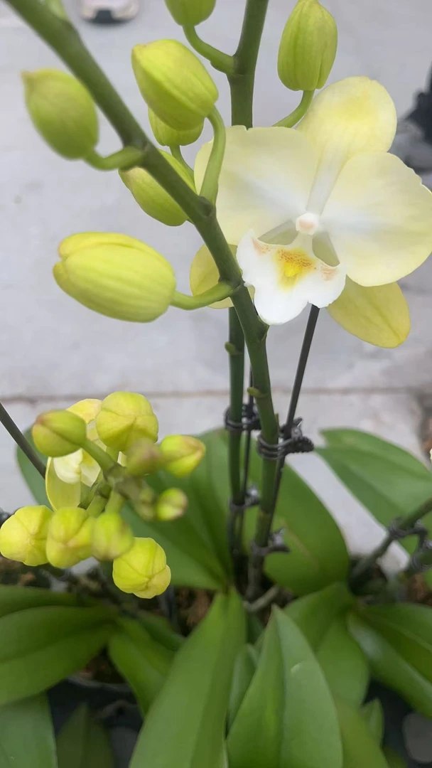 大唇玉兔3.0蝴蝶兰鲜花盆栽