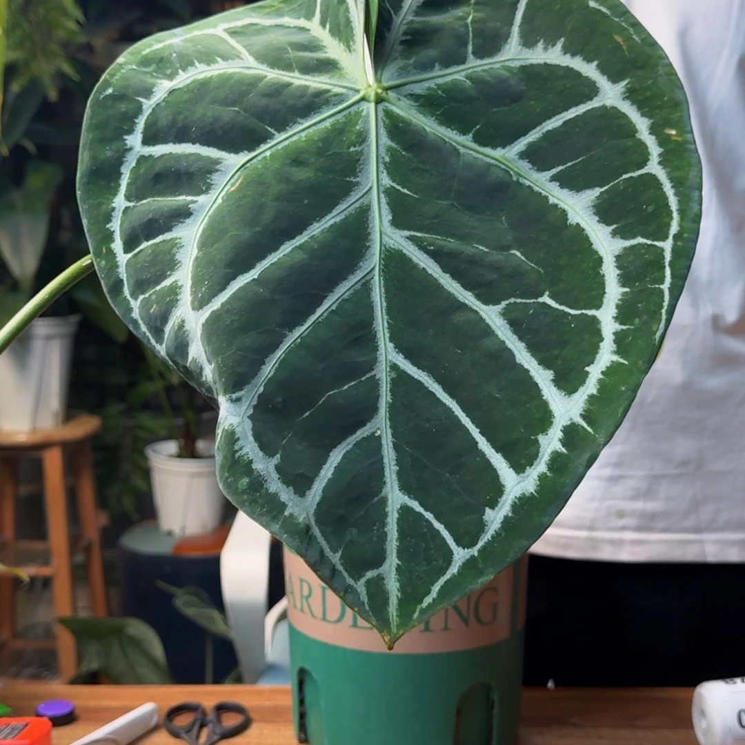 好***溜无花朵一物一拍C77