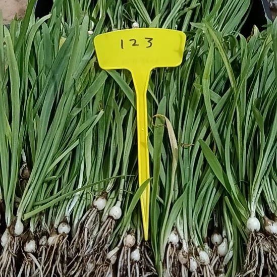 无花朵123/1+发一个