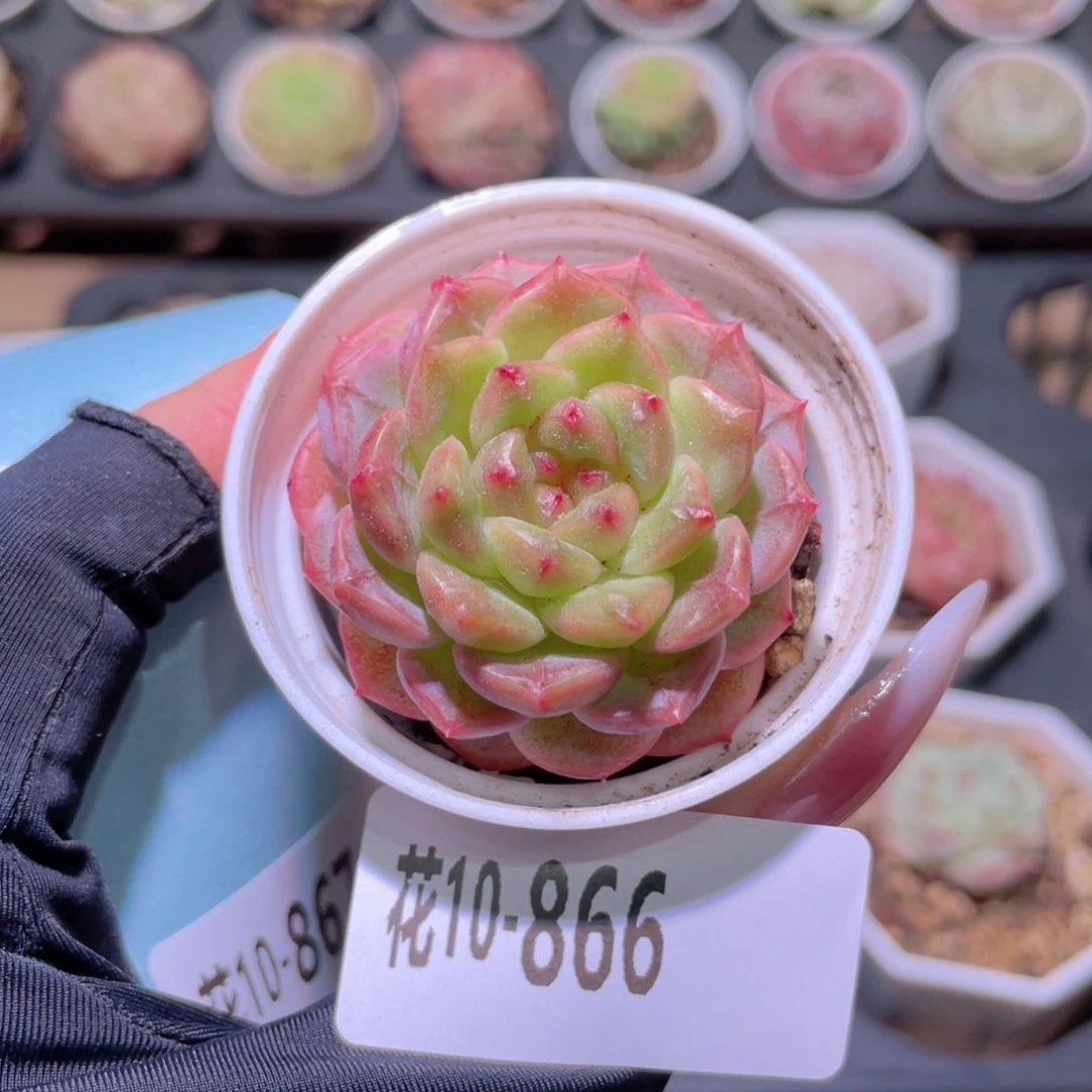 花利美10-866露水红颜