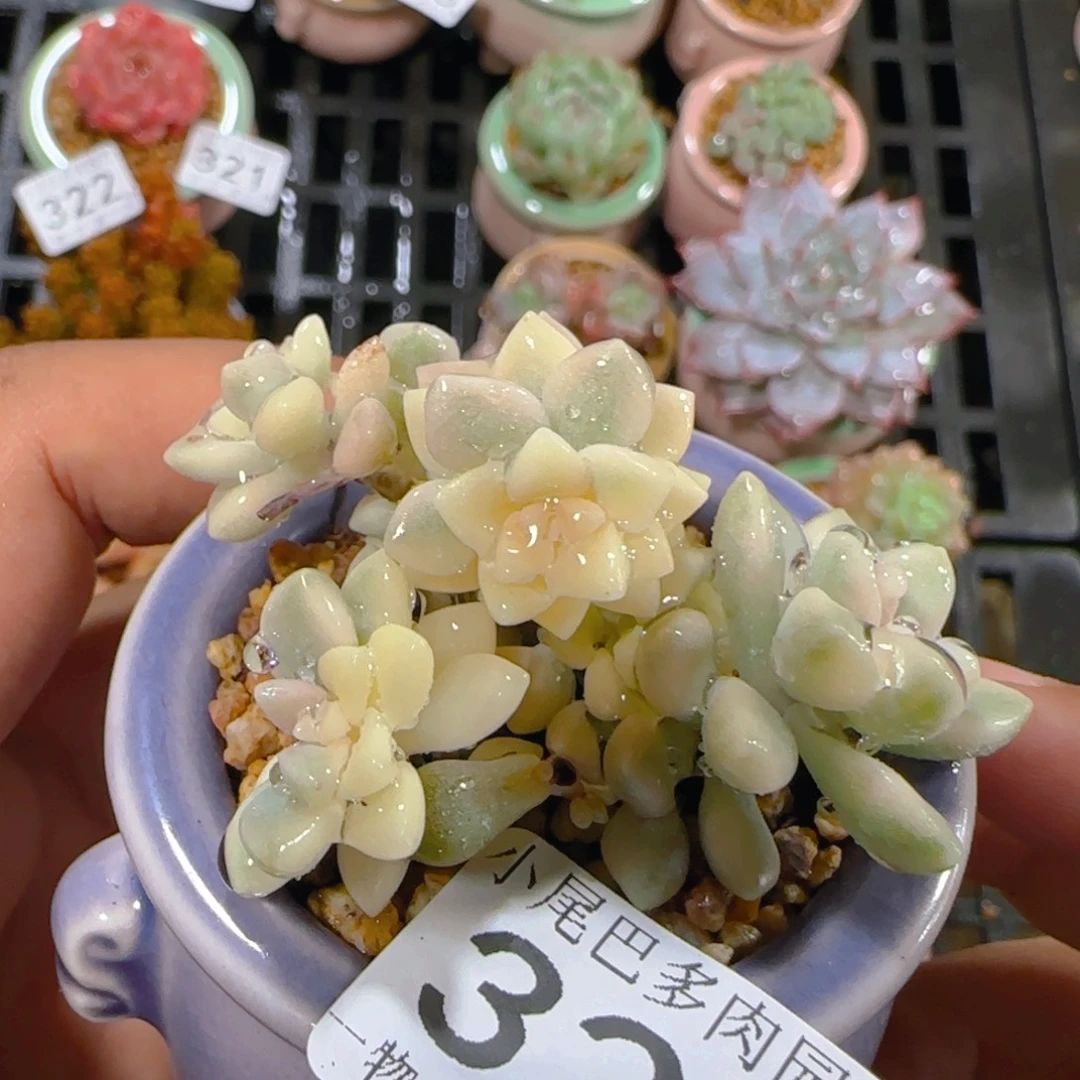 AB小尾巴5CM迷你拇指盆栽精控多肉327
