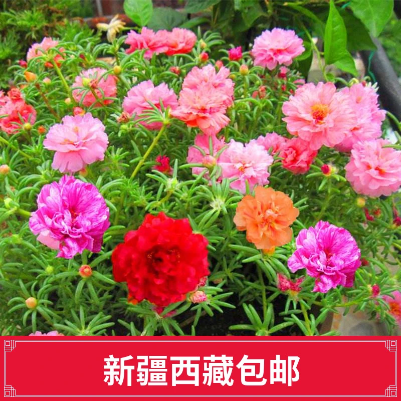 1()太阳花种子重瓣混色四季种室外阳台盆栽庭院种籽