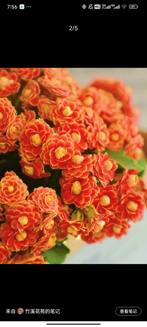 130盆金狐狸长寿花一盆