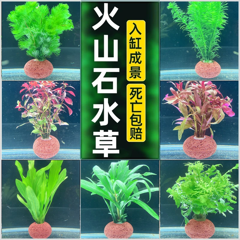 水草植物鱼缸造景套餐阴性真草绿菊后景增氧懒人火山石净化水质