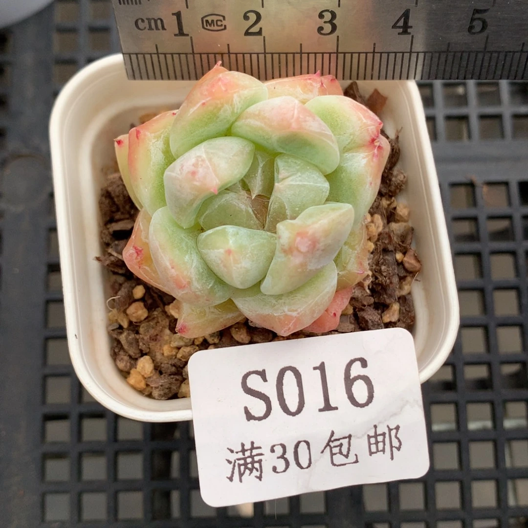 16。石化白泽。多肉。