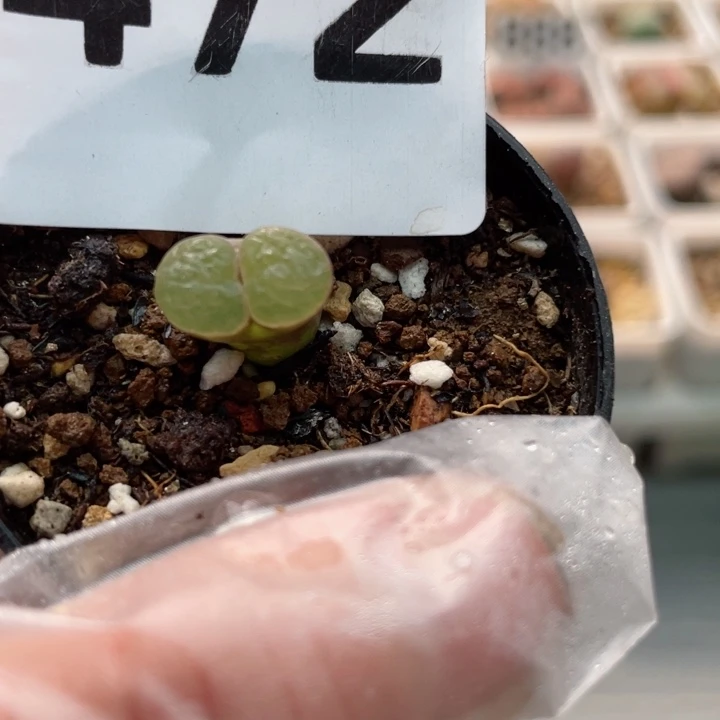 472磁铁风铃克里普兰