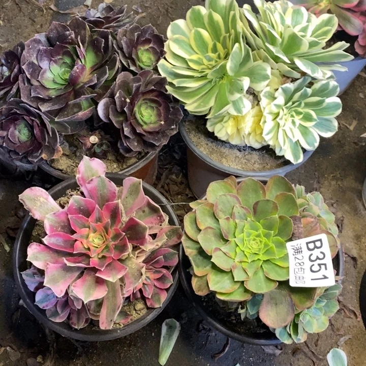 4盆多肉断头不包351