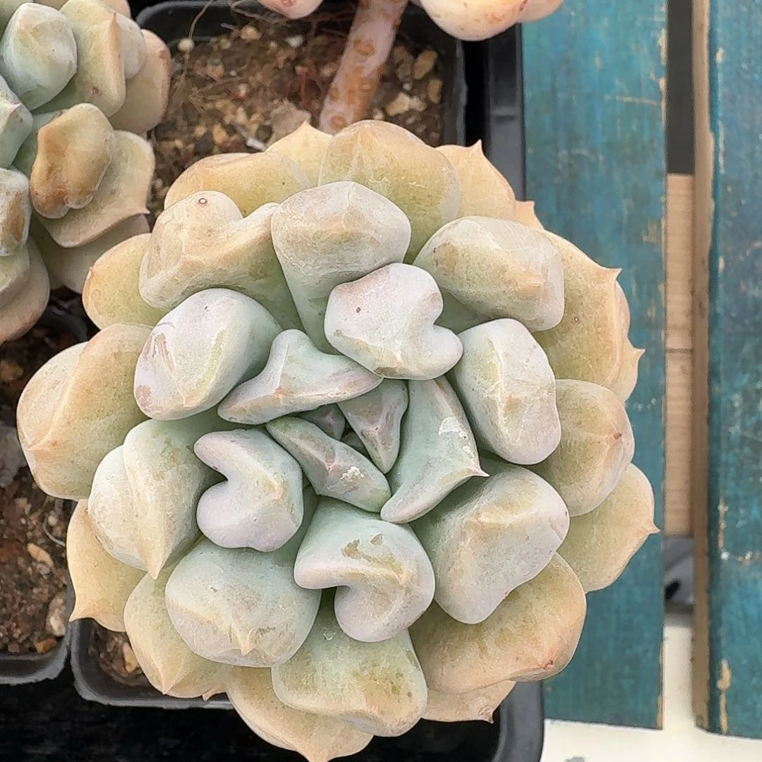 从前慢多肉编号云瑶仙子