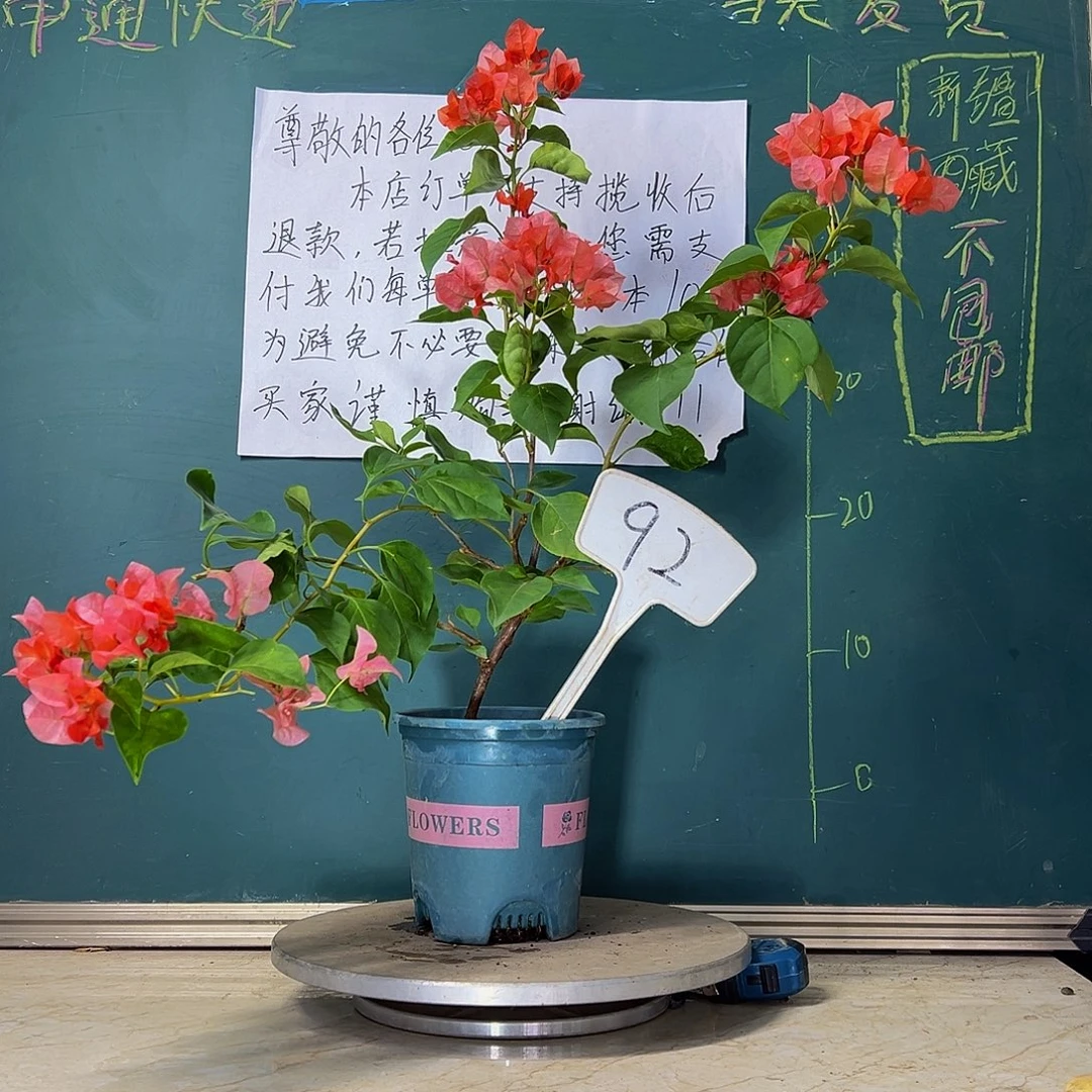 当前无花栽培后可以开花落日不甜西瓜同株 92