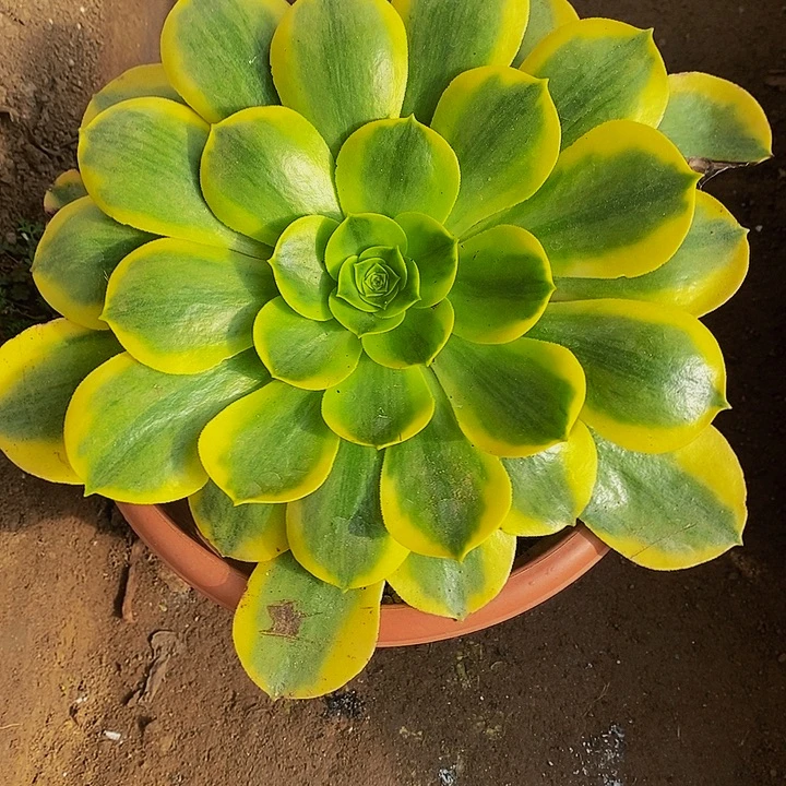 多肉植物保护研究所