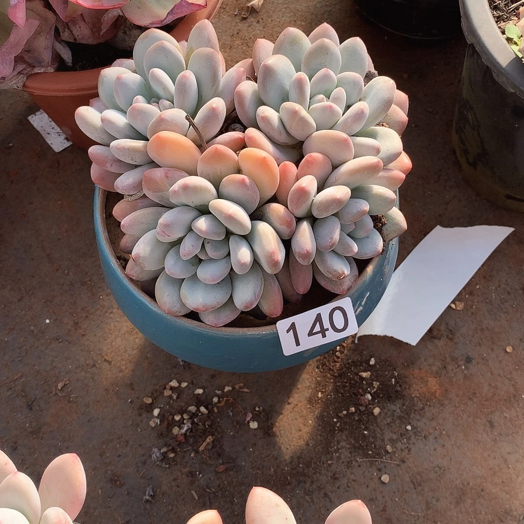 140 一物一拍多肉