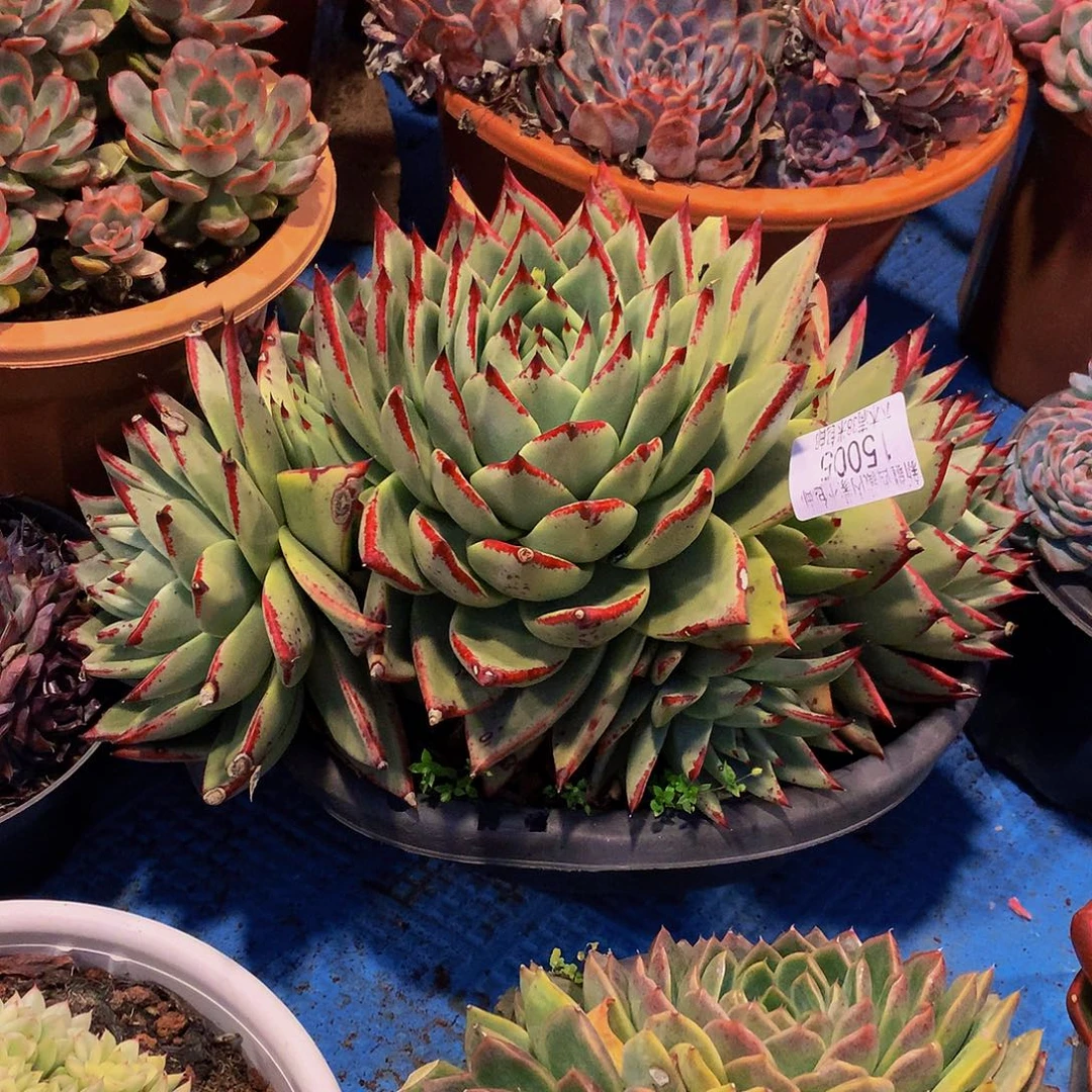 杨***青      乌木多肉15005