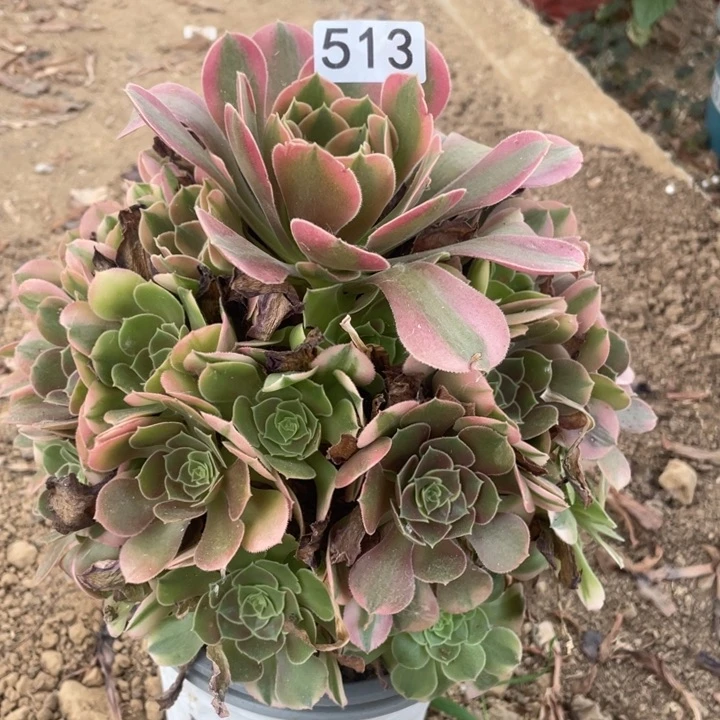 飞***飞无花朵513多肉植物香妃