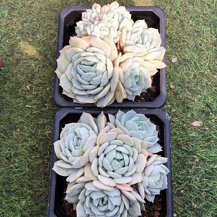 我***我劳林2颗多肉植物