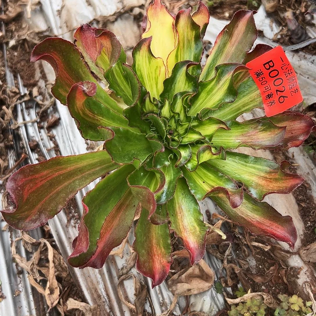 0026多肉植物小冰彩