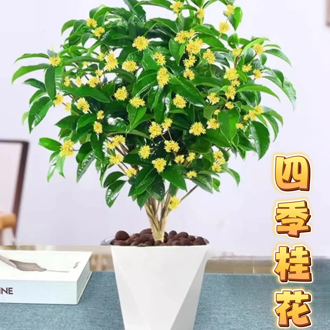 四季桂花送菱形盆浓香型好养客厅阳台庭院花卉盆栽4