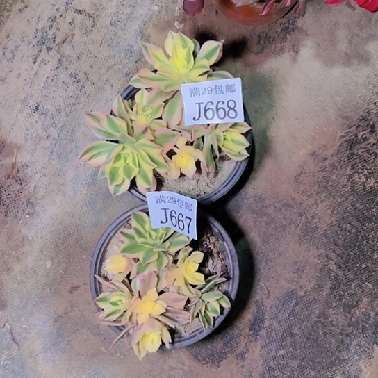 667  668枫叶多肉植物